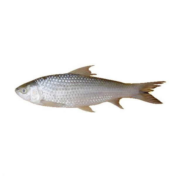 product_img1